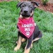 Enlarge Ace, a Adopted mixed breed in Los Angeles, CA image 5/6