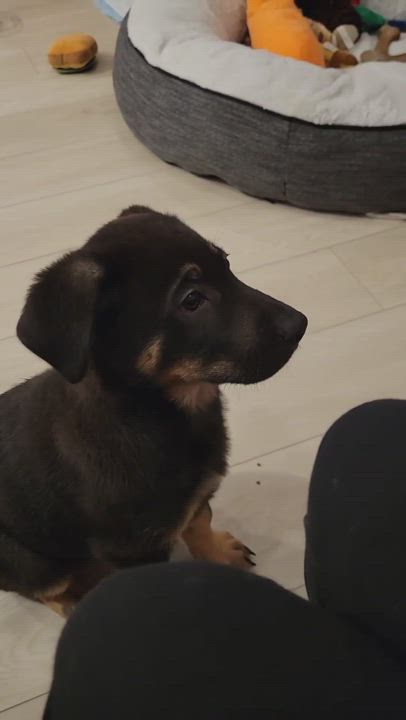 Enlarge Ace, a Adopted mixed breed in Los Angeles, CA video 6/6