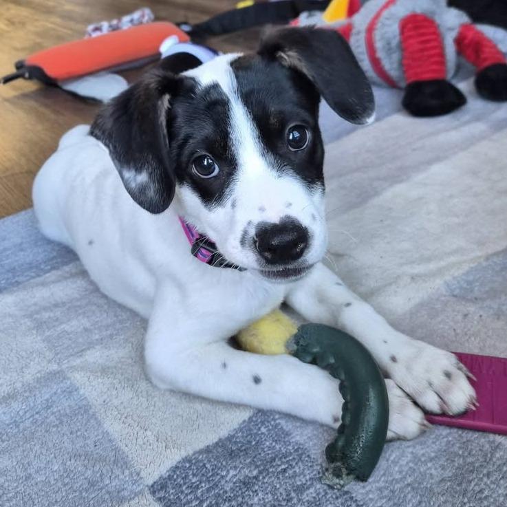 269 (2026) Violet, Adoptable, Puppy Female Shepherd & Cattle Dog.