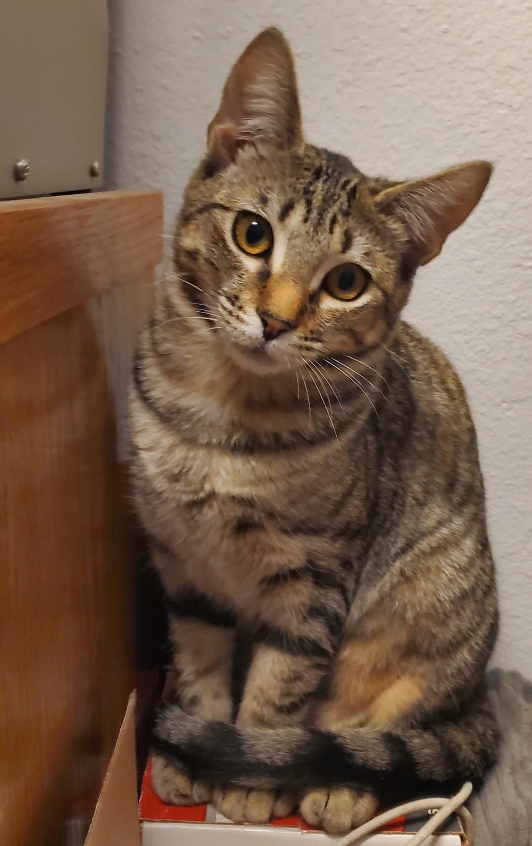 Wendy, Adopted, Kitten Female Domestic Short Hair.