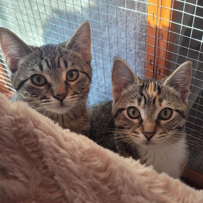 Fiadh, Adoptable, Young Female Domestic Short Hair.