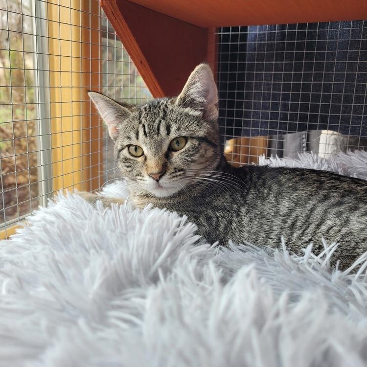 Enlarge Fiadh, a Adoptable Domestic Short Hair in Greensburg, PA image 2/2