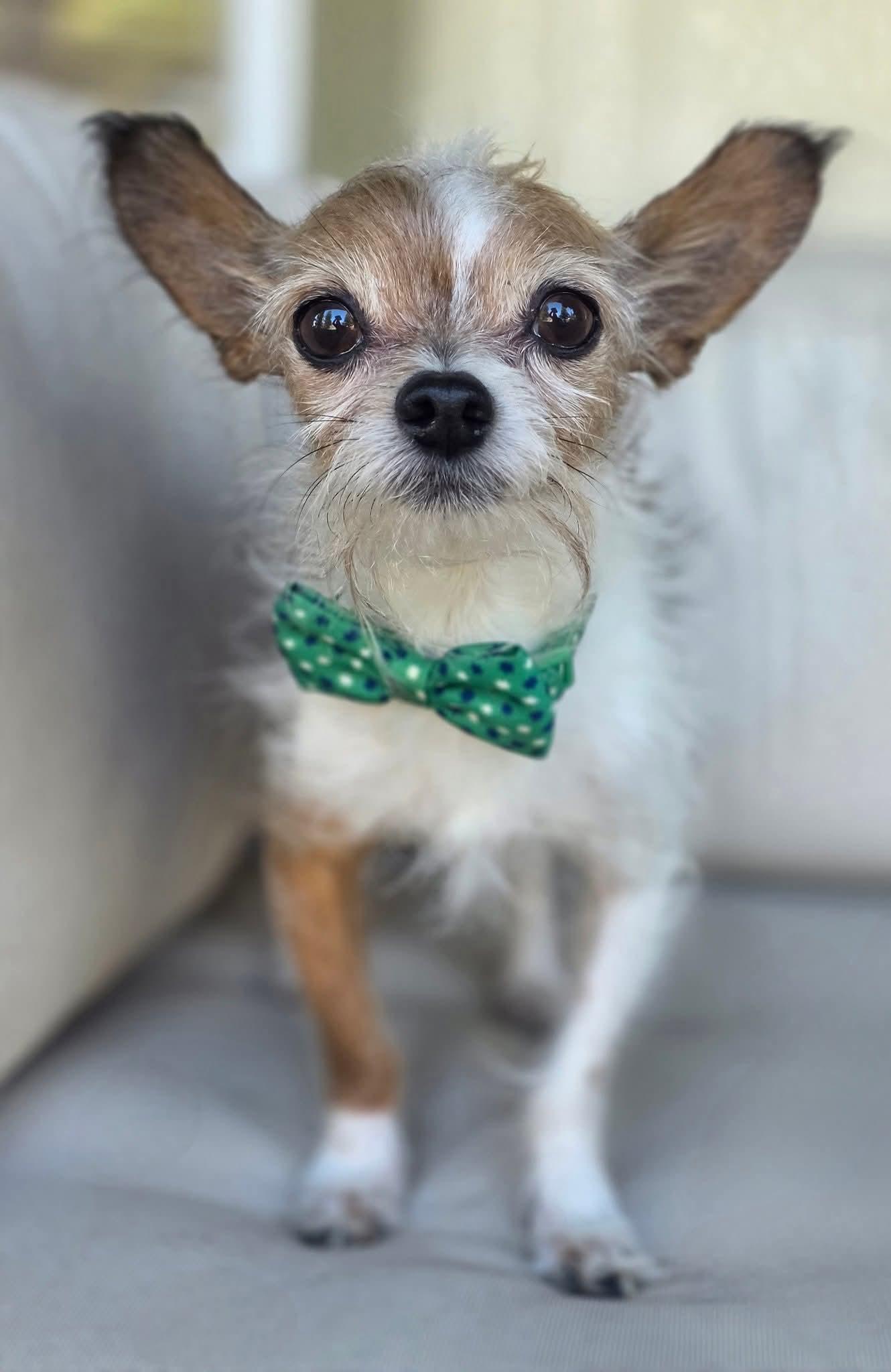 Enlarge Finn, a ADOPTABLE mixed breed in Clovis, CA image 1/2