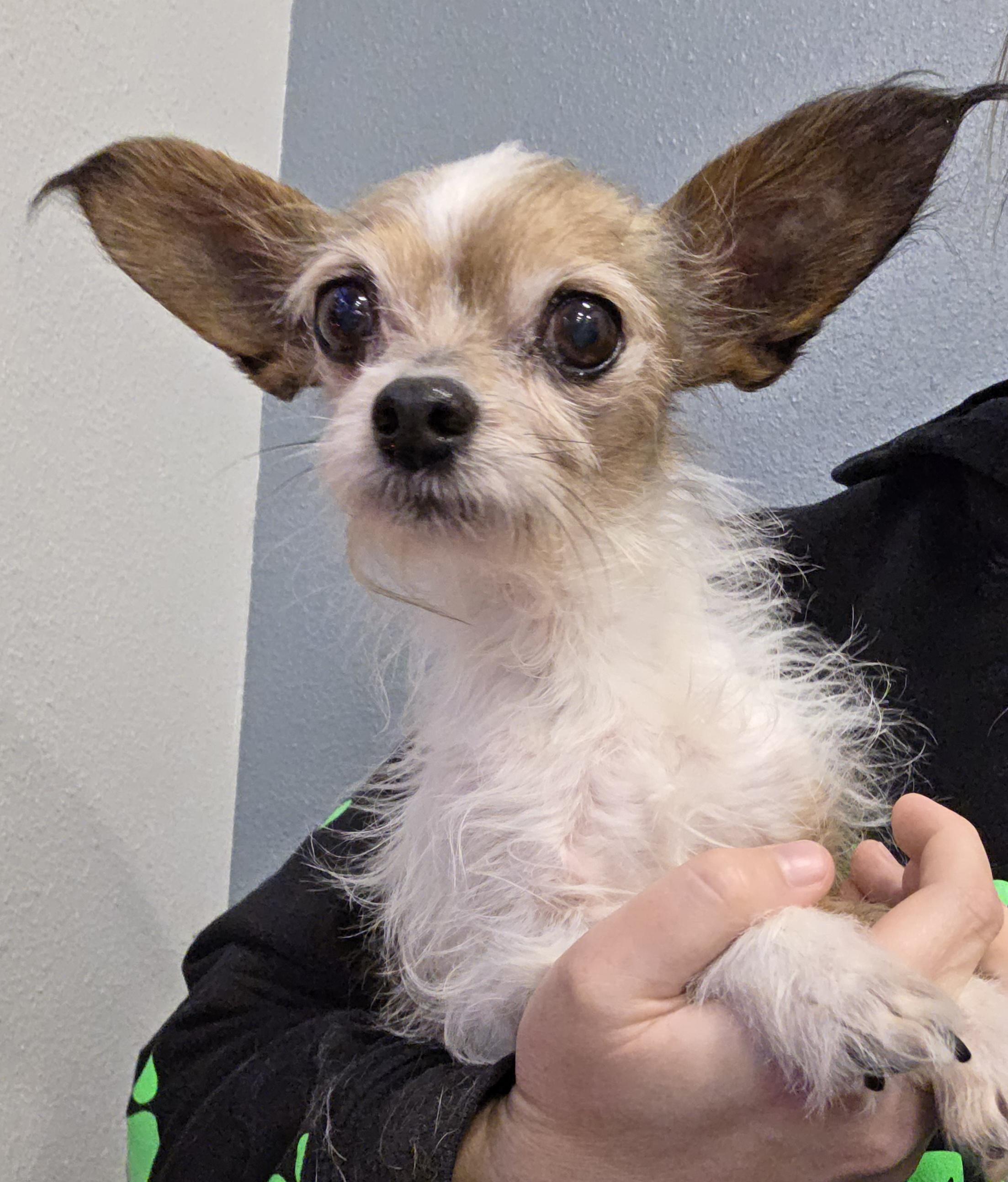 Enlarge Finn, a ADOPTABLE mixed breed in Clovis, CA image 2/2