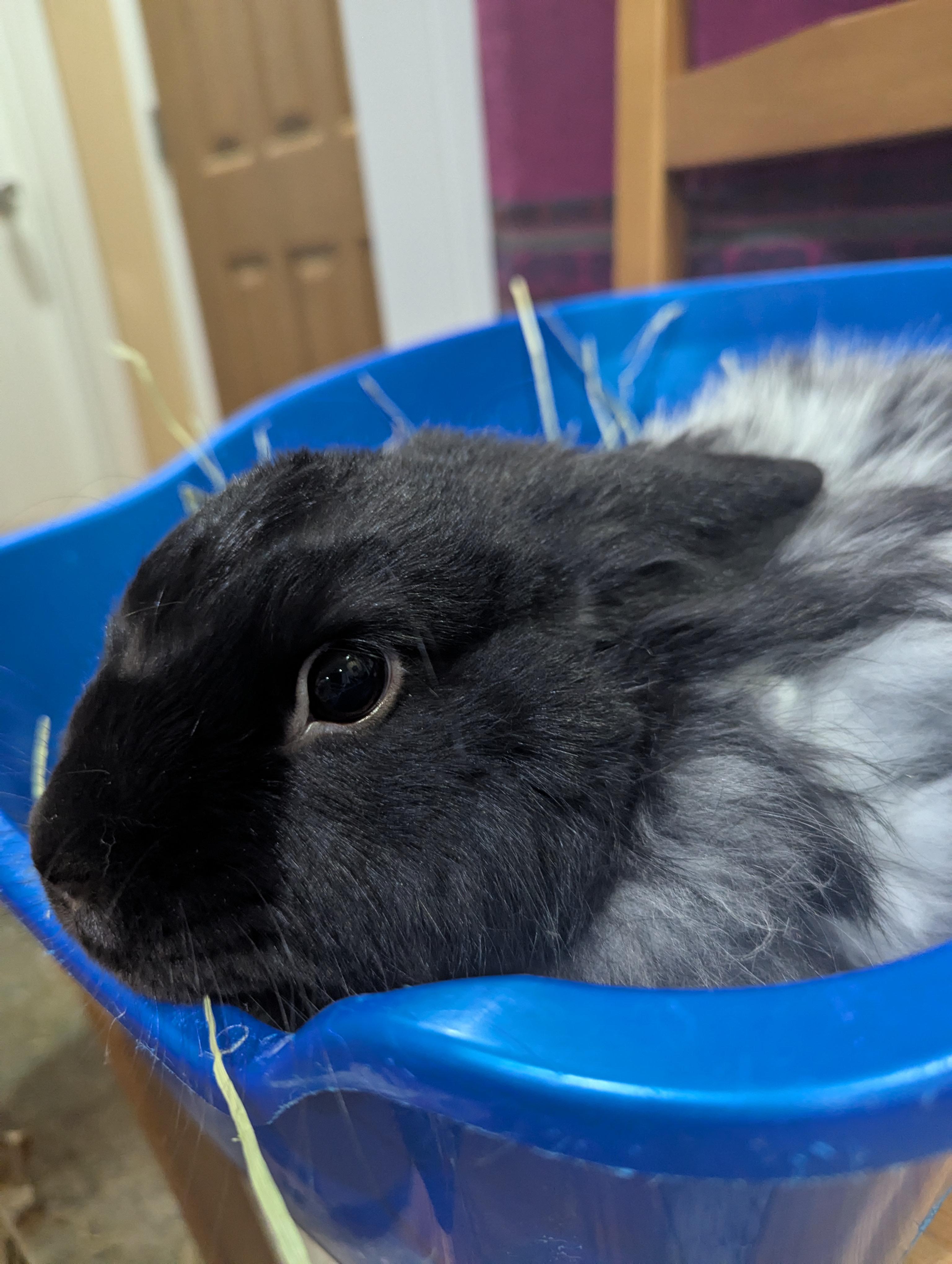 Enlarge VENUS/PLUTO(YOUNG ADULT BONDED SIBLINGS), an adopted mixed breed in Forest Hills, NY image 2/6