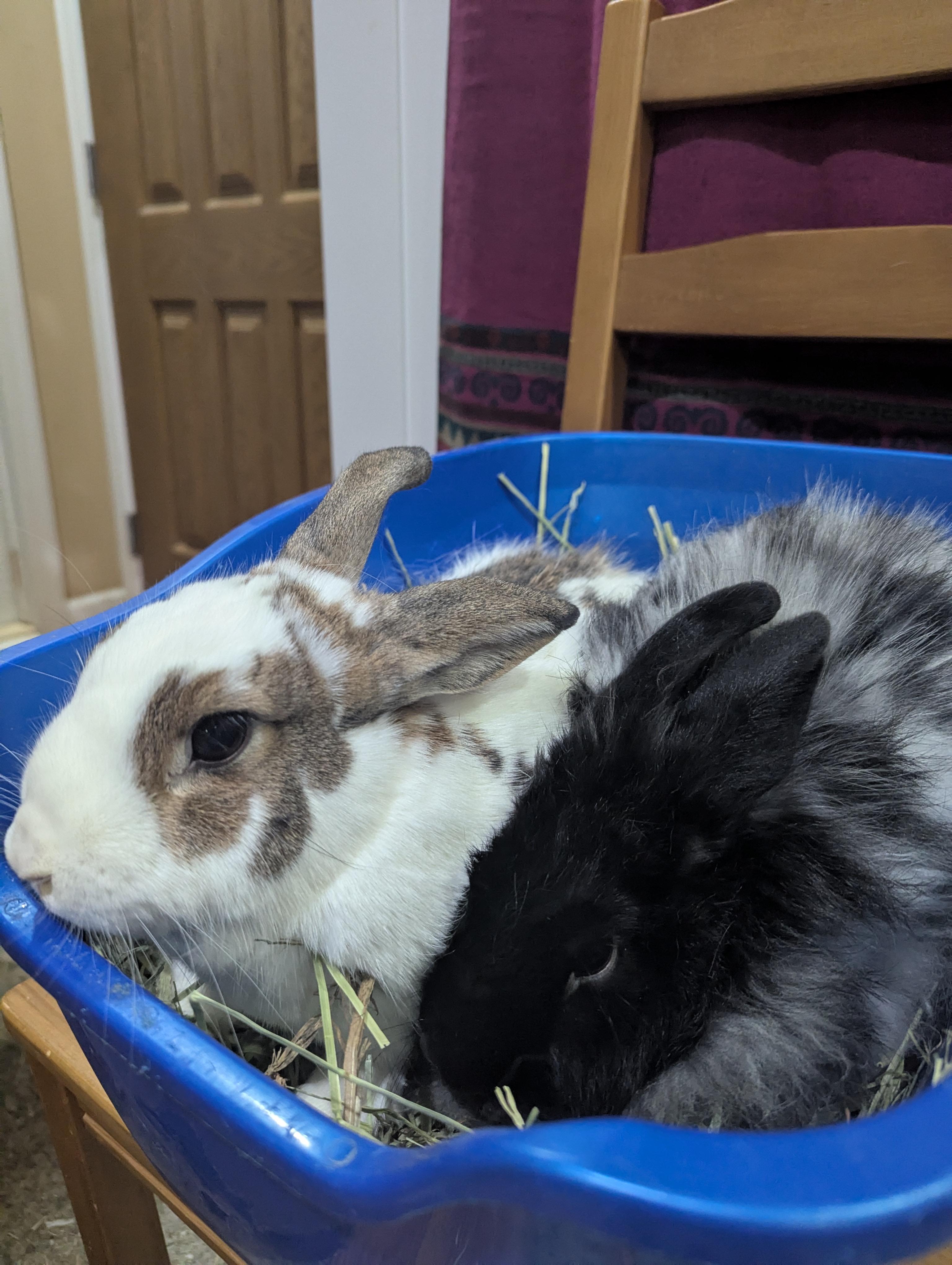 Enlarge VENUS/PLUTO(YOUNG ADULT BONDED SIBLINGS), an adopted mixed breed in Forest Hills, NY image 3/6