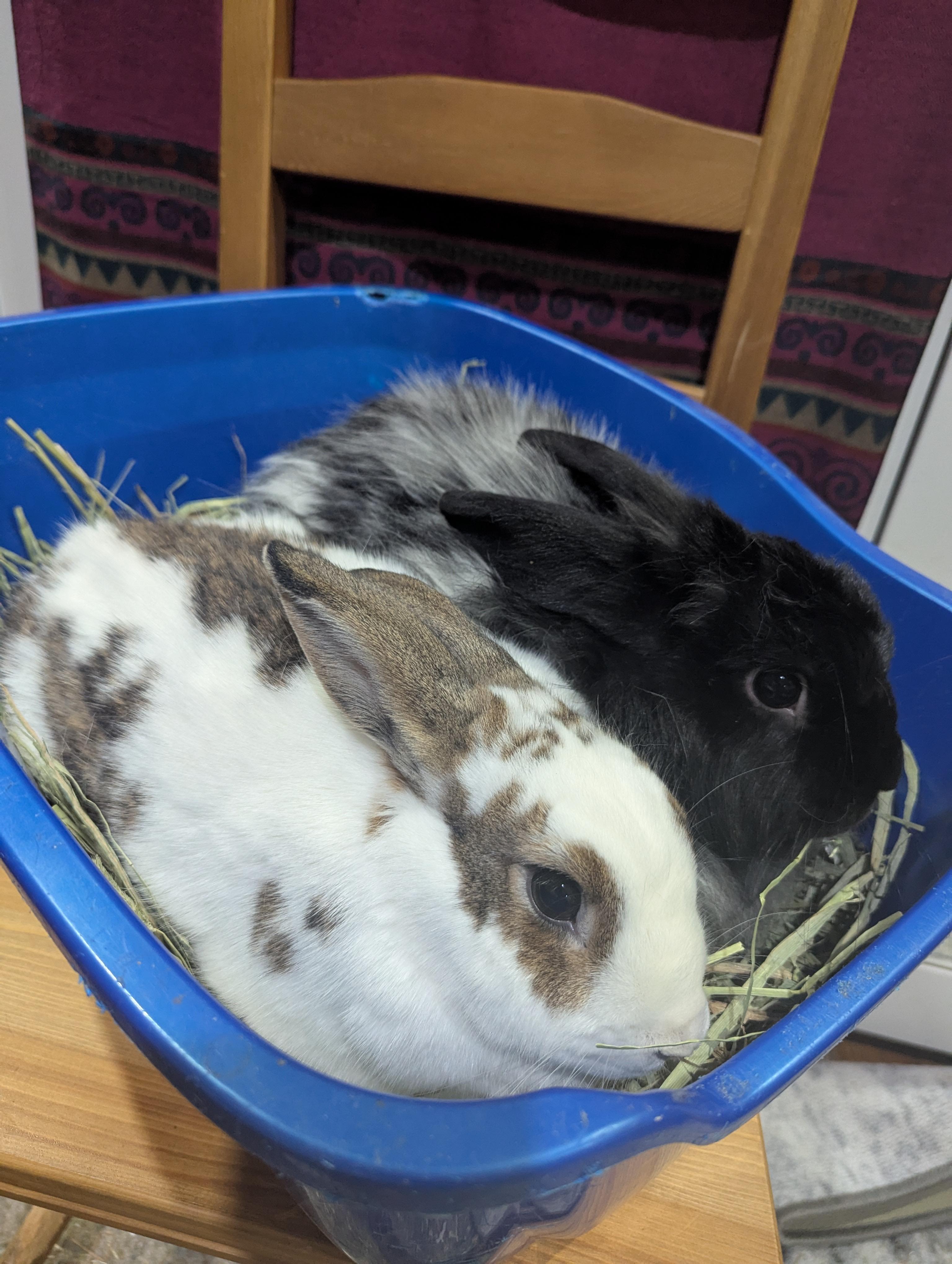 Venus and Pluto (bonded siblings), Adult Female unknown