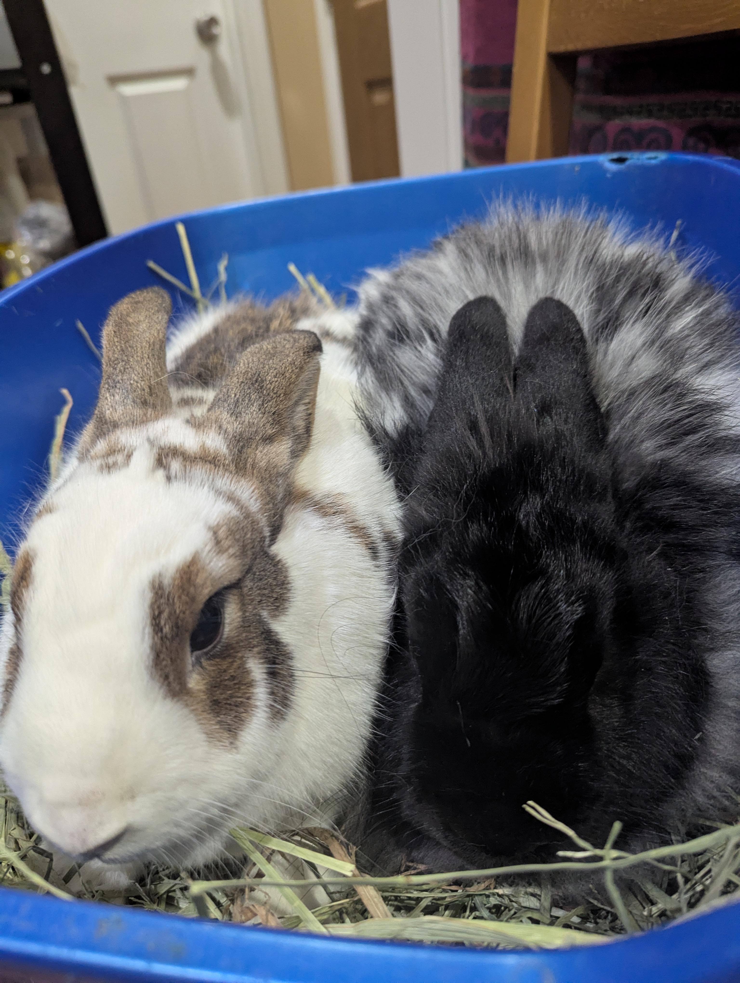 Enlarge VENUS/PLUTO(YOUNG ADULT BONDED SIBLINGS), an adopted mixed breed in Forest Hills, NY image 4/6