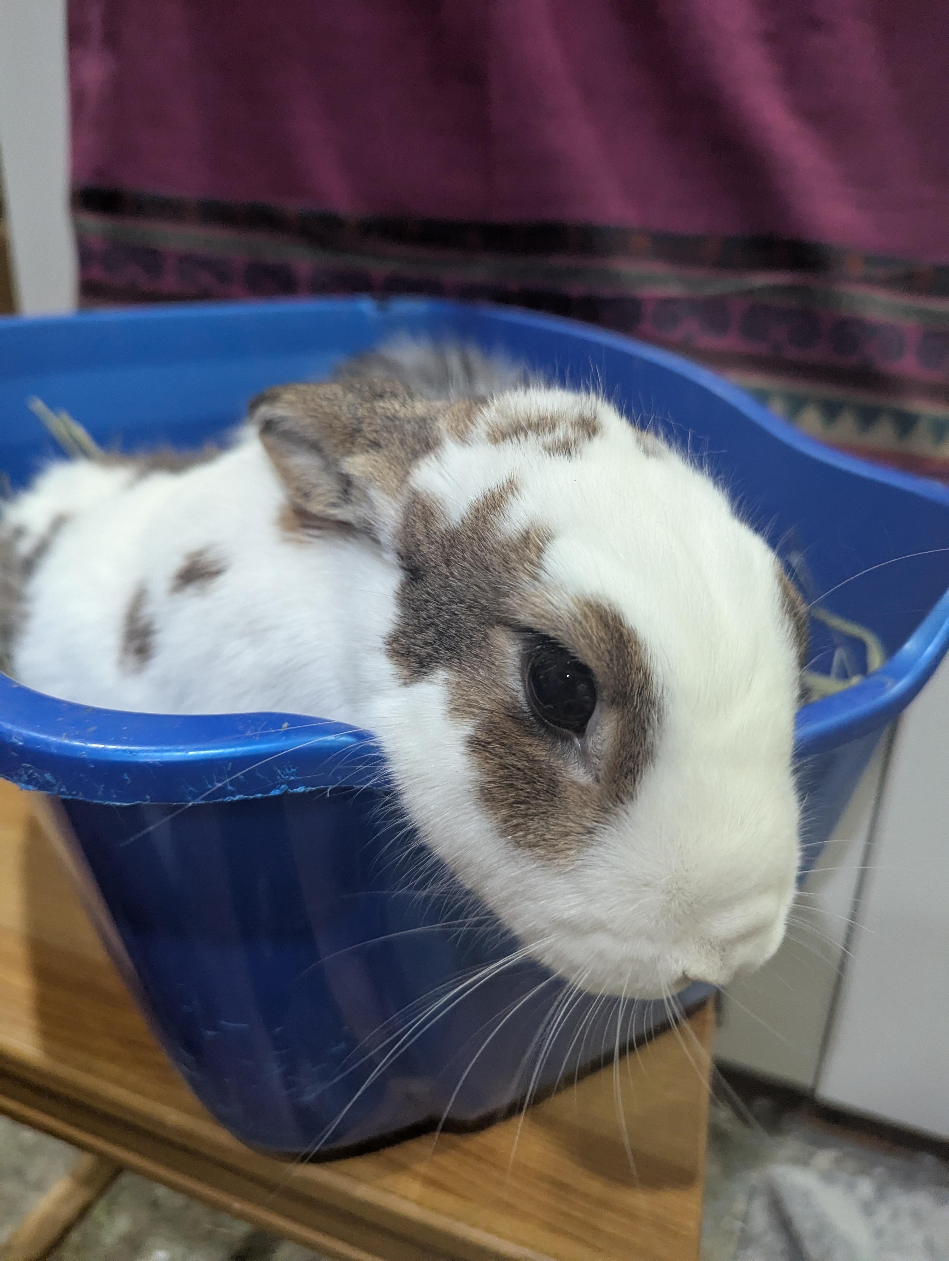 Enlarge VENUS/PLUTO(YOUNG ADULT BONDED SIBLINGS), an adopted mixed breed in Forest Hills, NY image 5/6