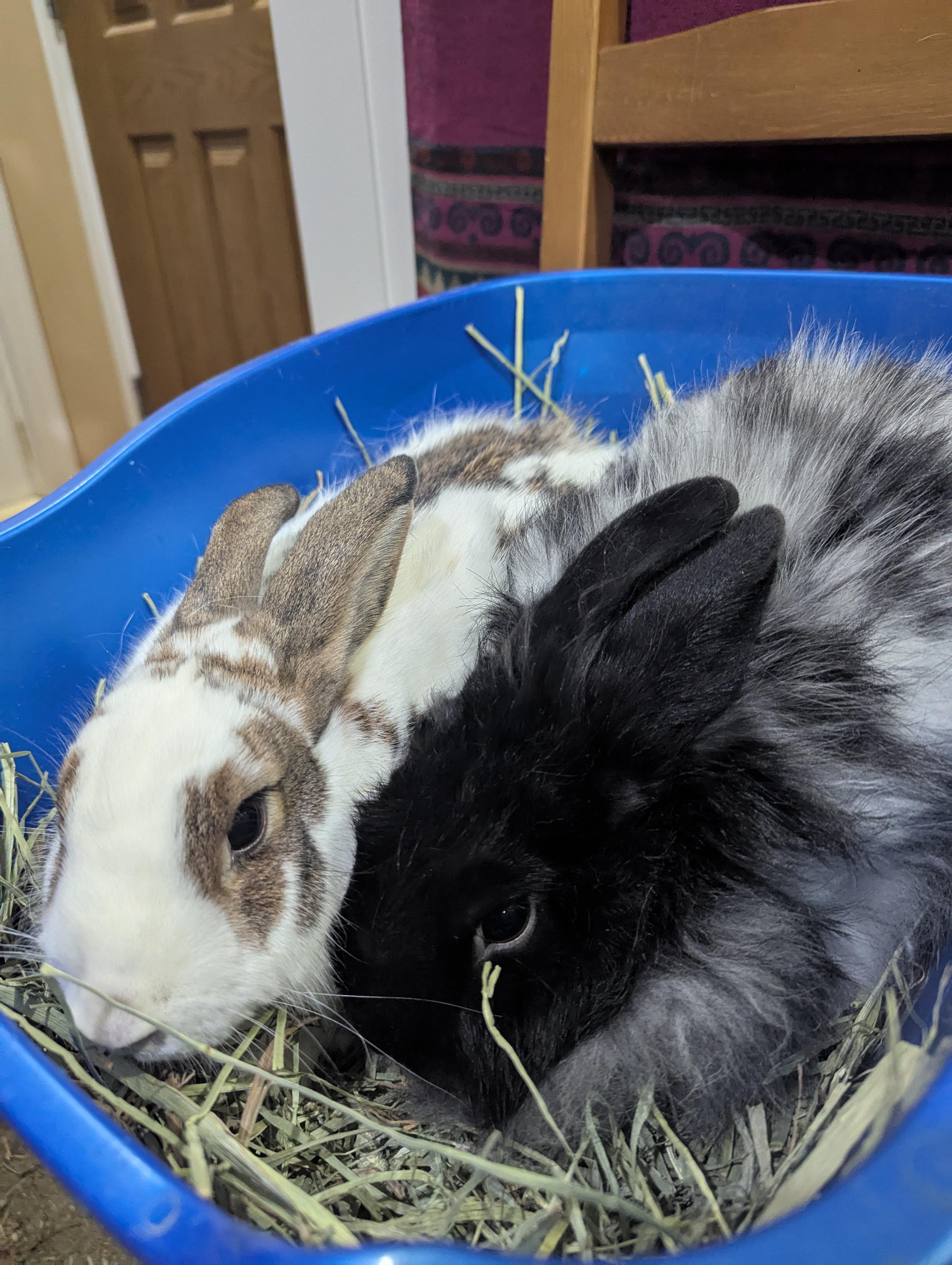 Enlarge VENUS/PLUTO(YOUNG ADULT BONDED SIBLINGS), an adopted mixed breed in Forest Hills, NY image 6/6