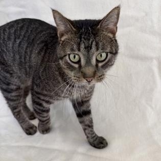 Malfoy, Adoptable, Adult Male Domestic Short Hair.