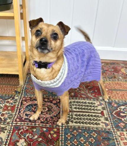Taco, ADOPTABLE, Adult Female Chihuahua.