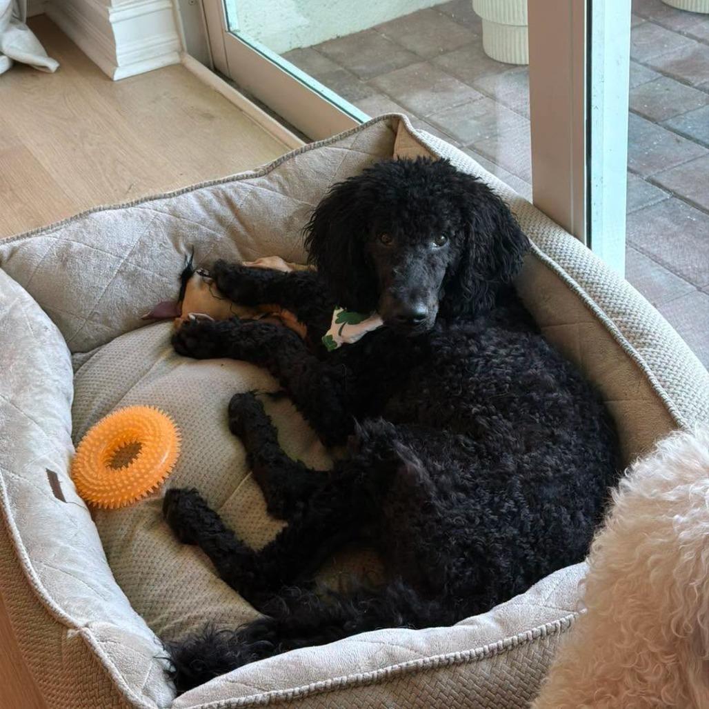 Enlarge Chandler, a Adoptable mixed breed in Sarasota, FL image 1/3