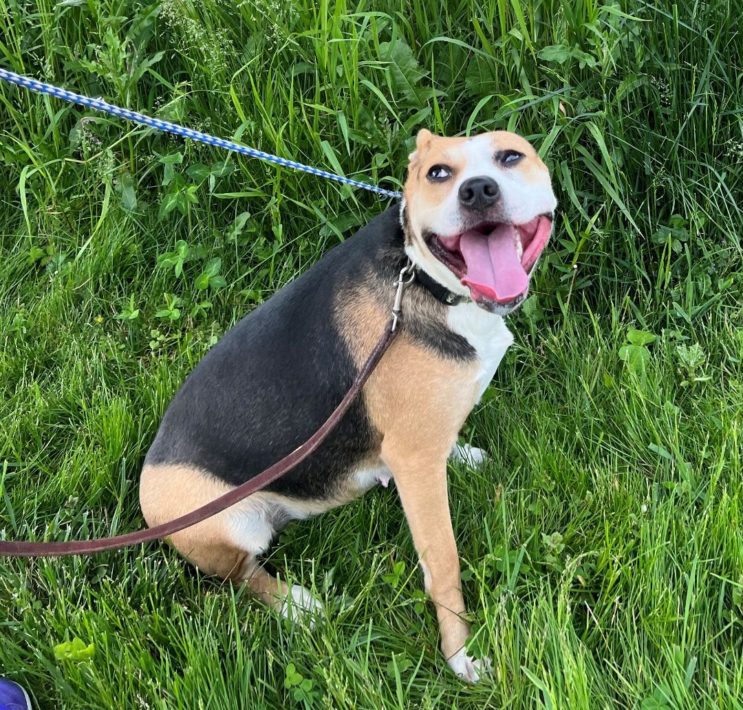 Enlarge Mia, a Adoptable mixed breed in Lambertville, NJ image 2/4