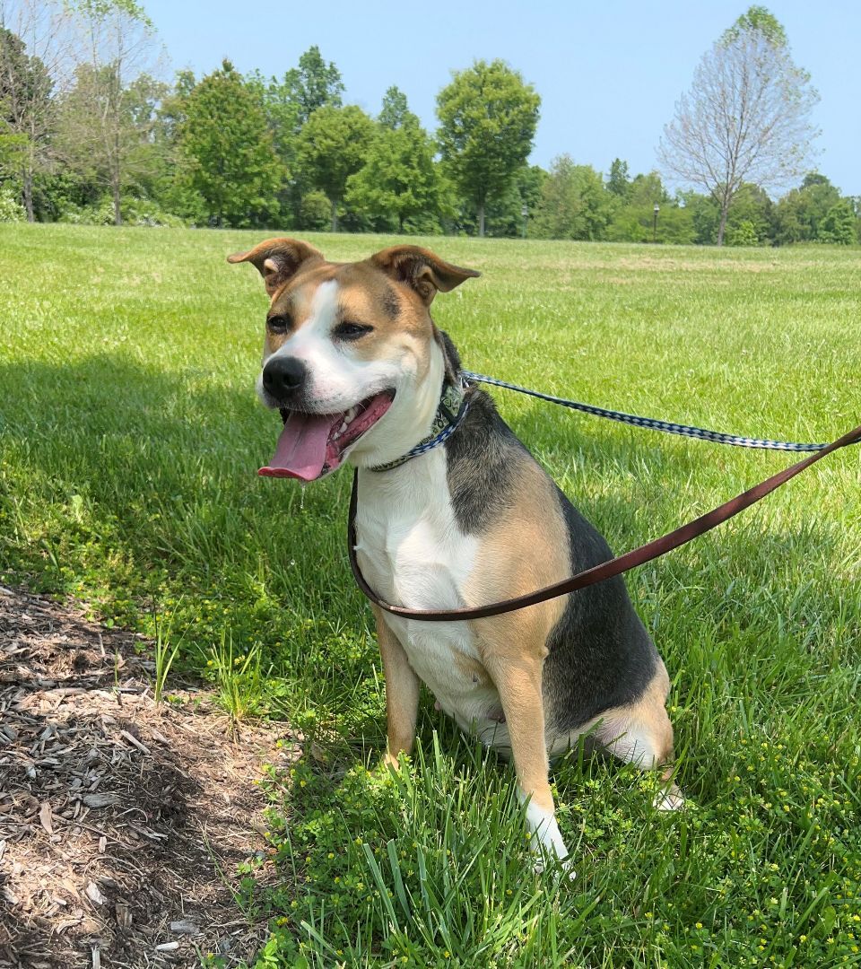 Enlarge Mia, a Adoptable mixed breed in Lambertville, NJ image 3/4