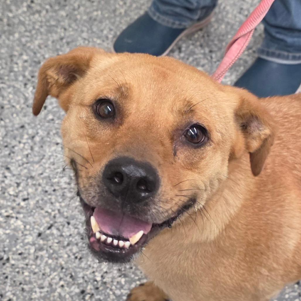 Thomas, Adoptable, Adult Male Black Mouth Cur & Chow Chow.