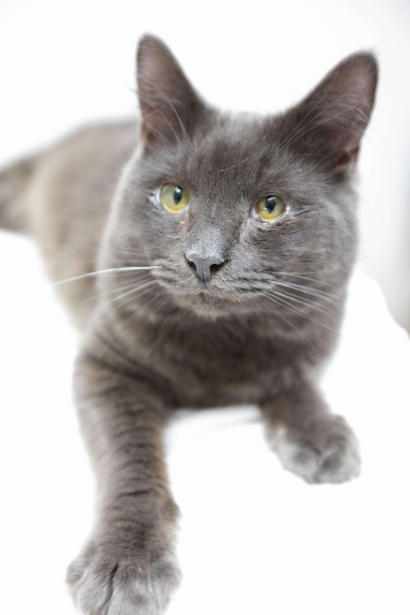 Enlarge Oatmeal, a Adoptable Domestic Long Hair in Montclair, NJ image 1/6