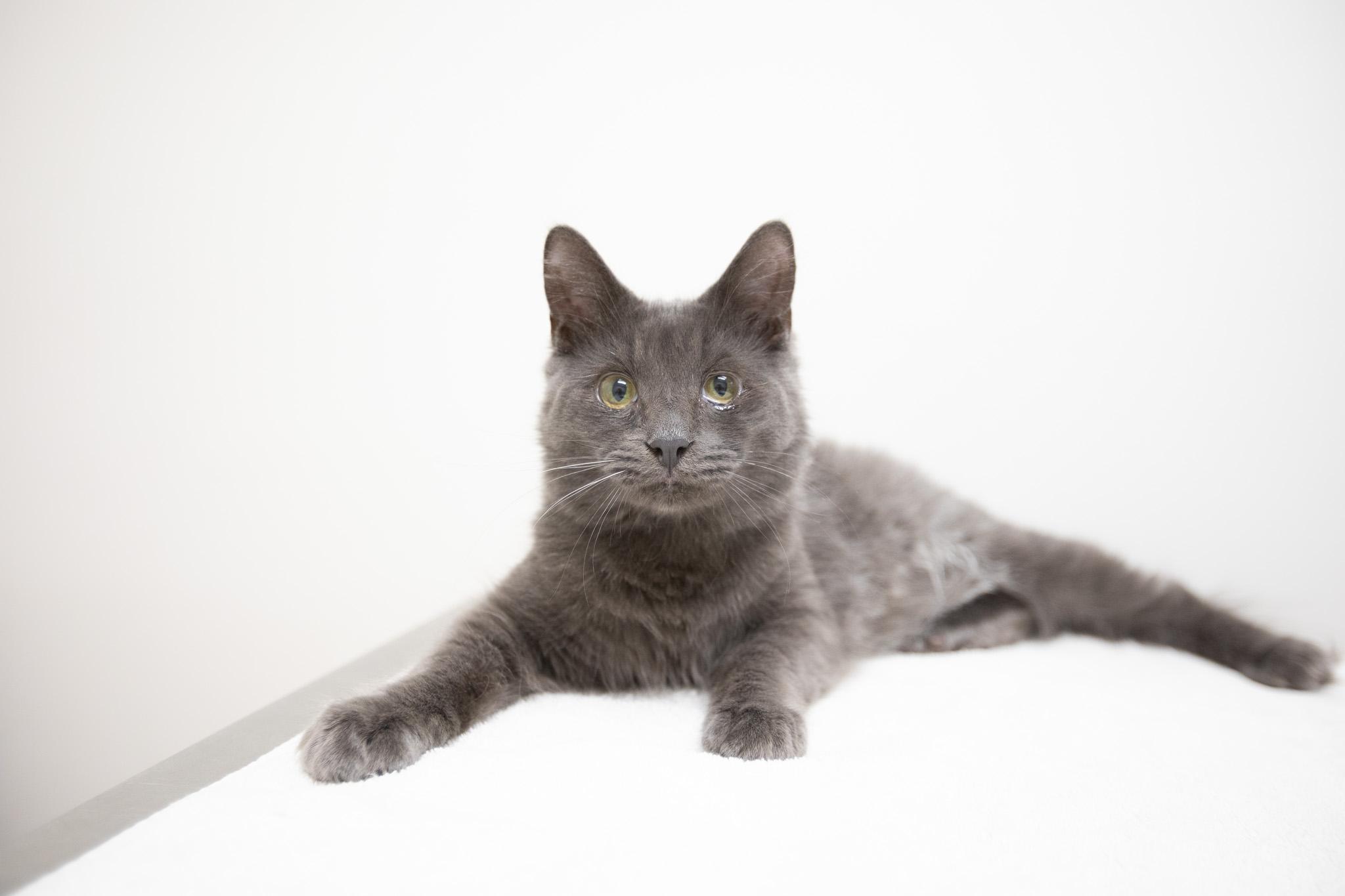Enlarge Oatmeal, a Adoptable Domestic Long Hair in Montclair, NJ image 2/6
