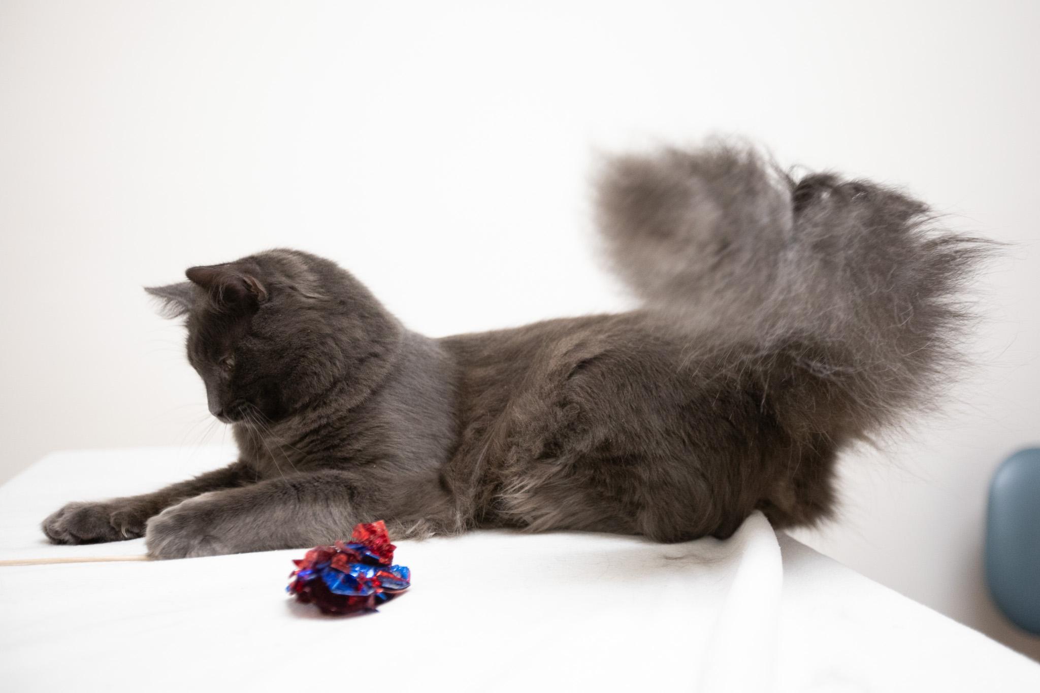 Enlarge Oatmeal, a Adoptable Domestic Long Hair in Montclair, NJ image 3/6