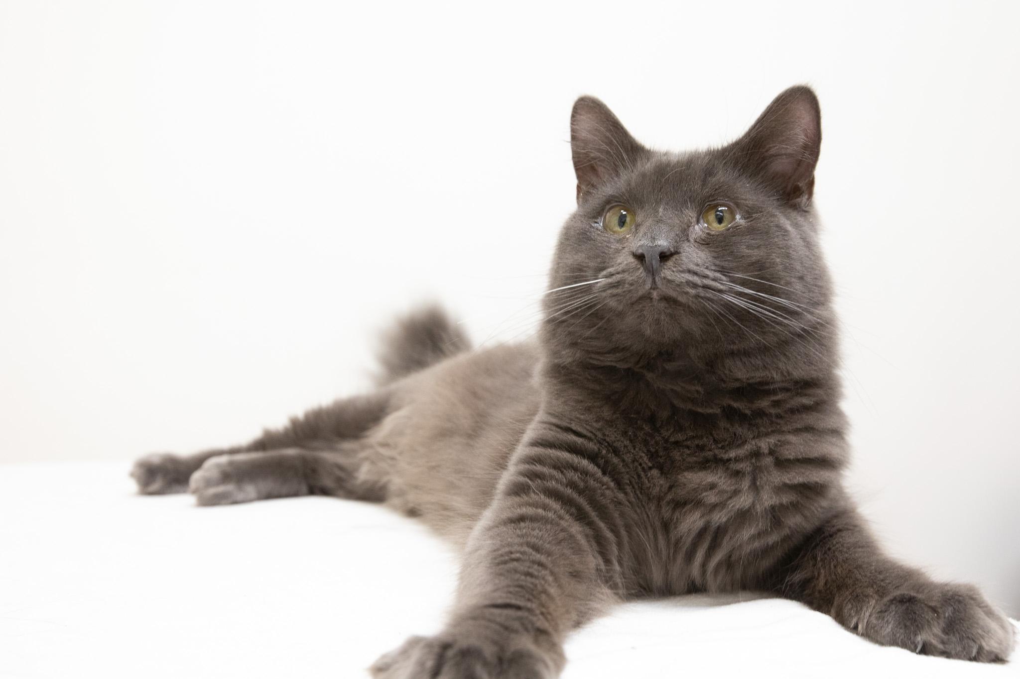 Enlarge Oatmeal, a Adoptable Domestic Long Hair in Montclair, NJ image 5/6