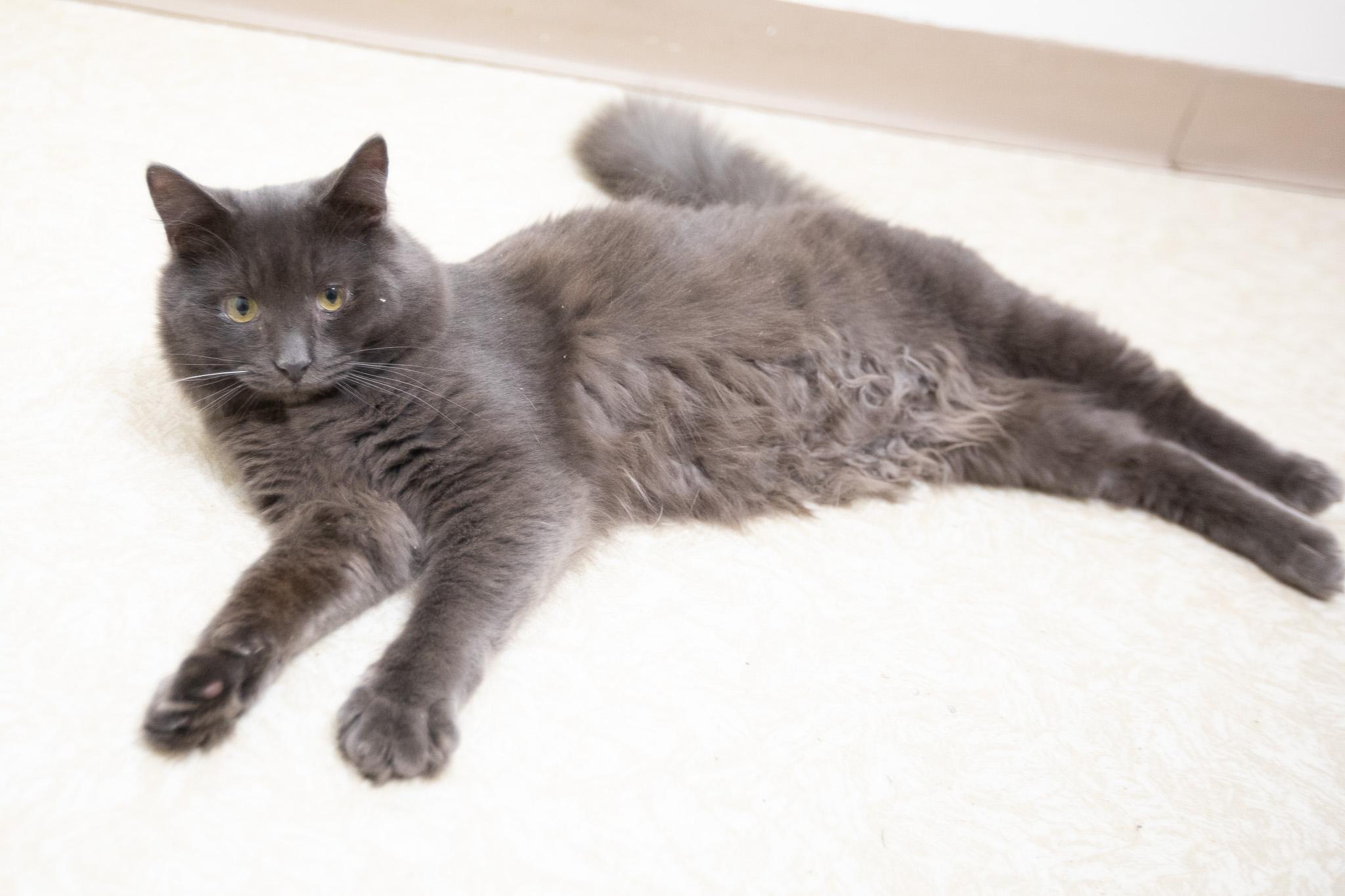 Enlarge Oatmeal, a Adoptable Domestic Long Hair in Montclair, NJ image 6/6
