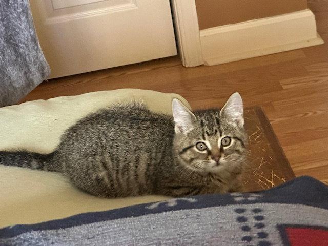 Fudge (Maximus), Adopted, Young Male American Shorthair.
