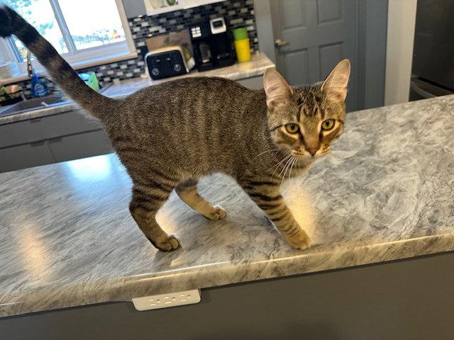 Enlarge Fudge (Maximus), a Adopted American Shorthair in Kohler, WI image 2/3