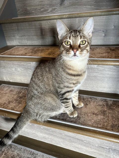 Enlarge Fudge (Maximus), a Adopted American Shorthair in Kohler, WI image 3/3