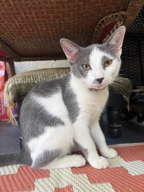 Misty, a Adoptable American Shorthair in Rochester, NY image 1/3