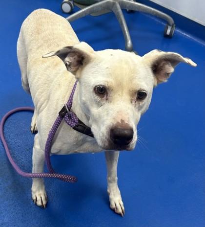 Enlarge Amaya, a Adoptable mixed breed in Lancaster, SC image 3/3