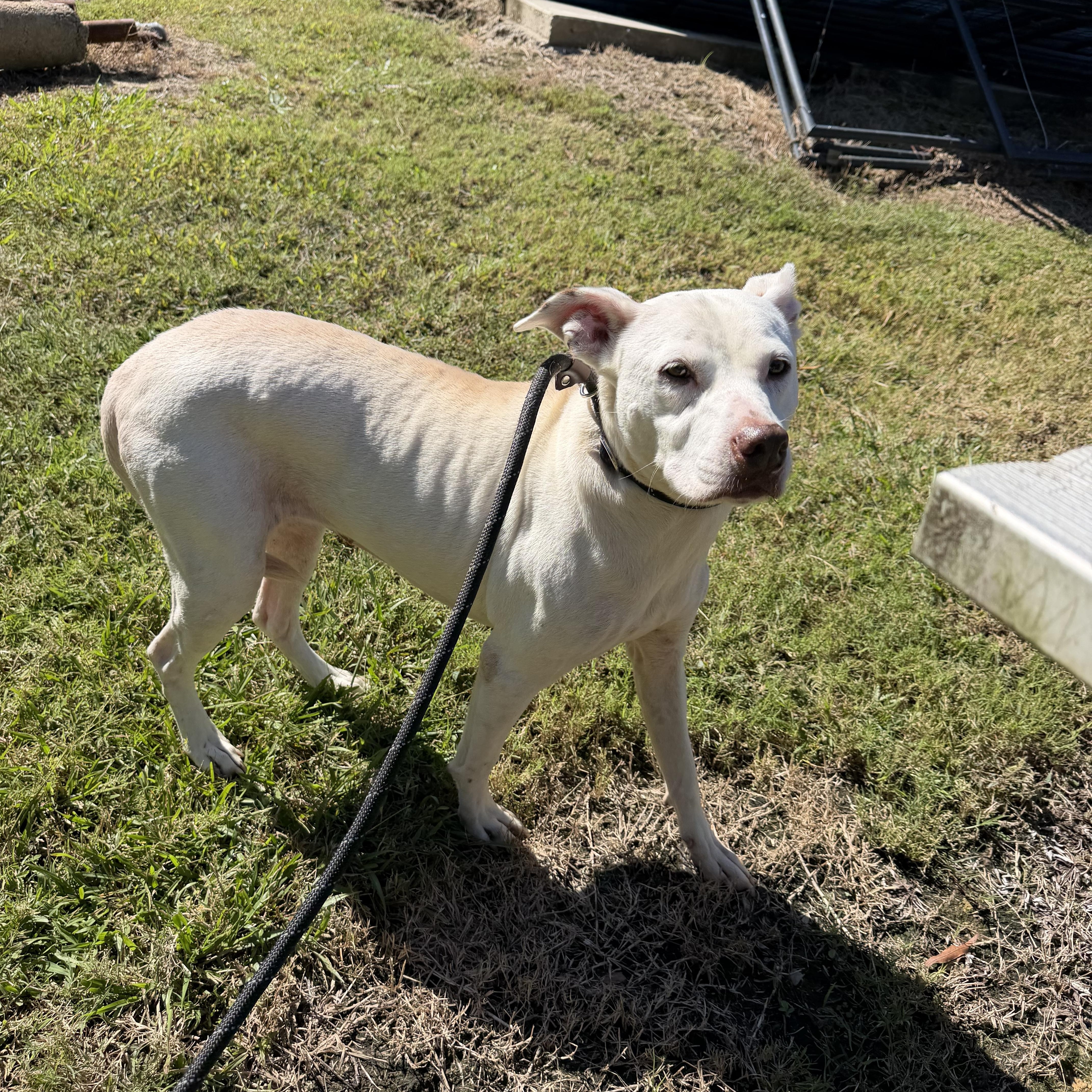 Enlarge Amaya, a Adoptable mixed breed in Lancaster, SC image 2/3