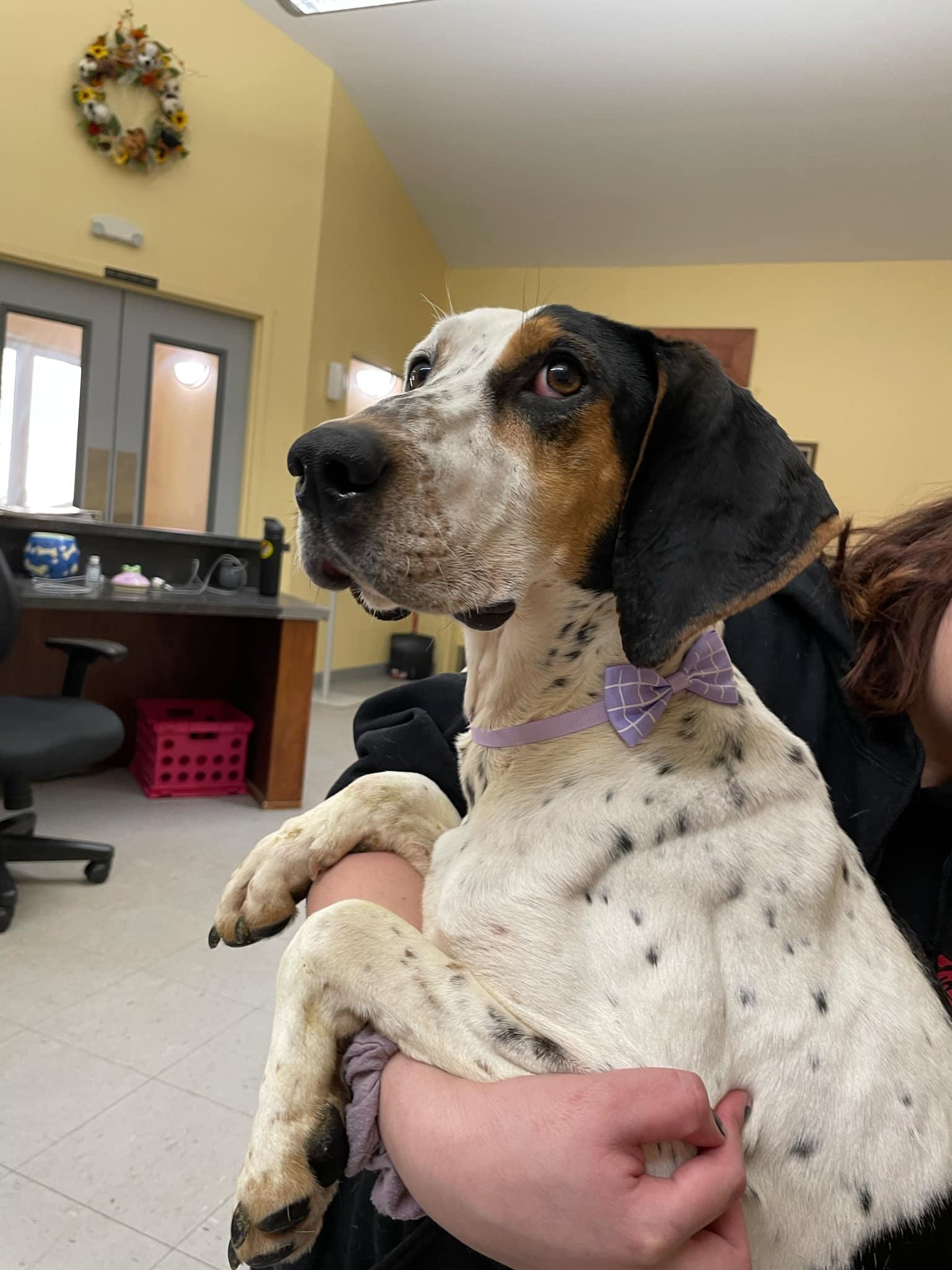Enlarge Missy, a Adoptable Bluetick Coonhound in Covington, VA image 1/1