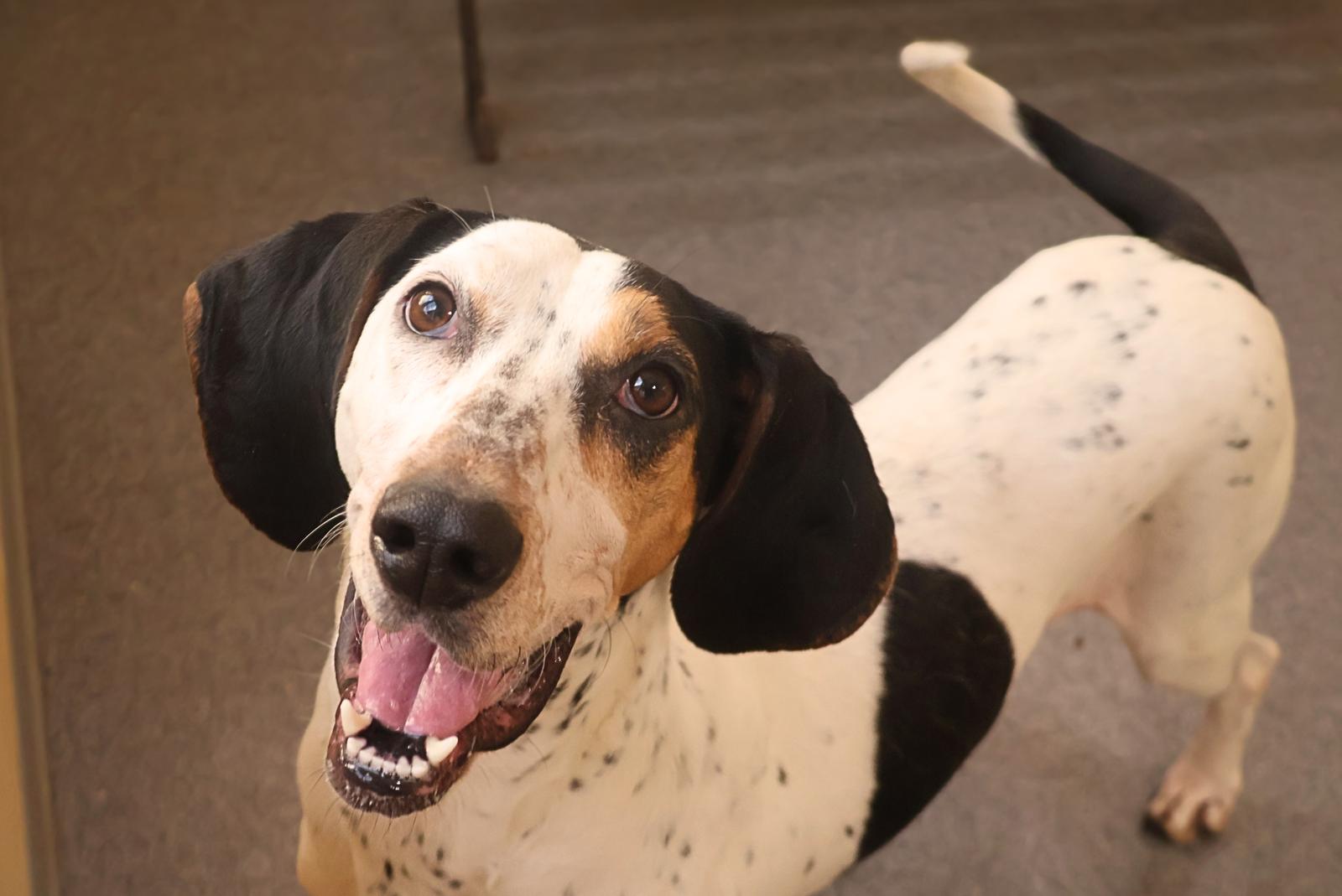 Enlarge Missy, a Adoptable Bluetick Coonhound in Covington, VA image 1/1