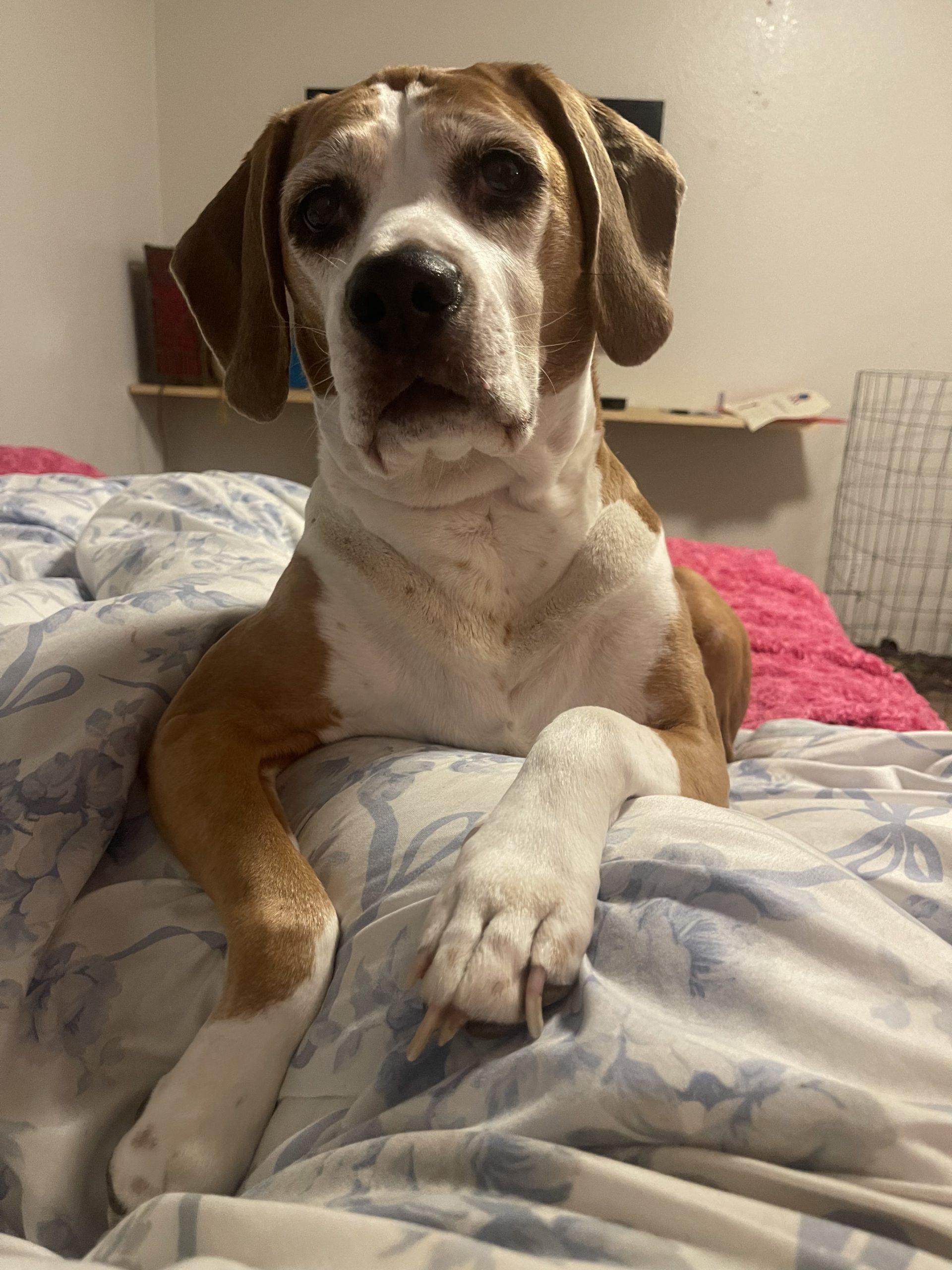 Osker, Adoptable, Senior Male Beagle & Mixed Breed.