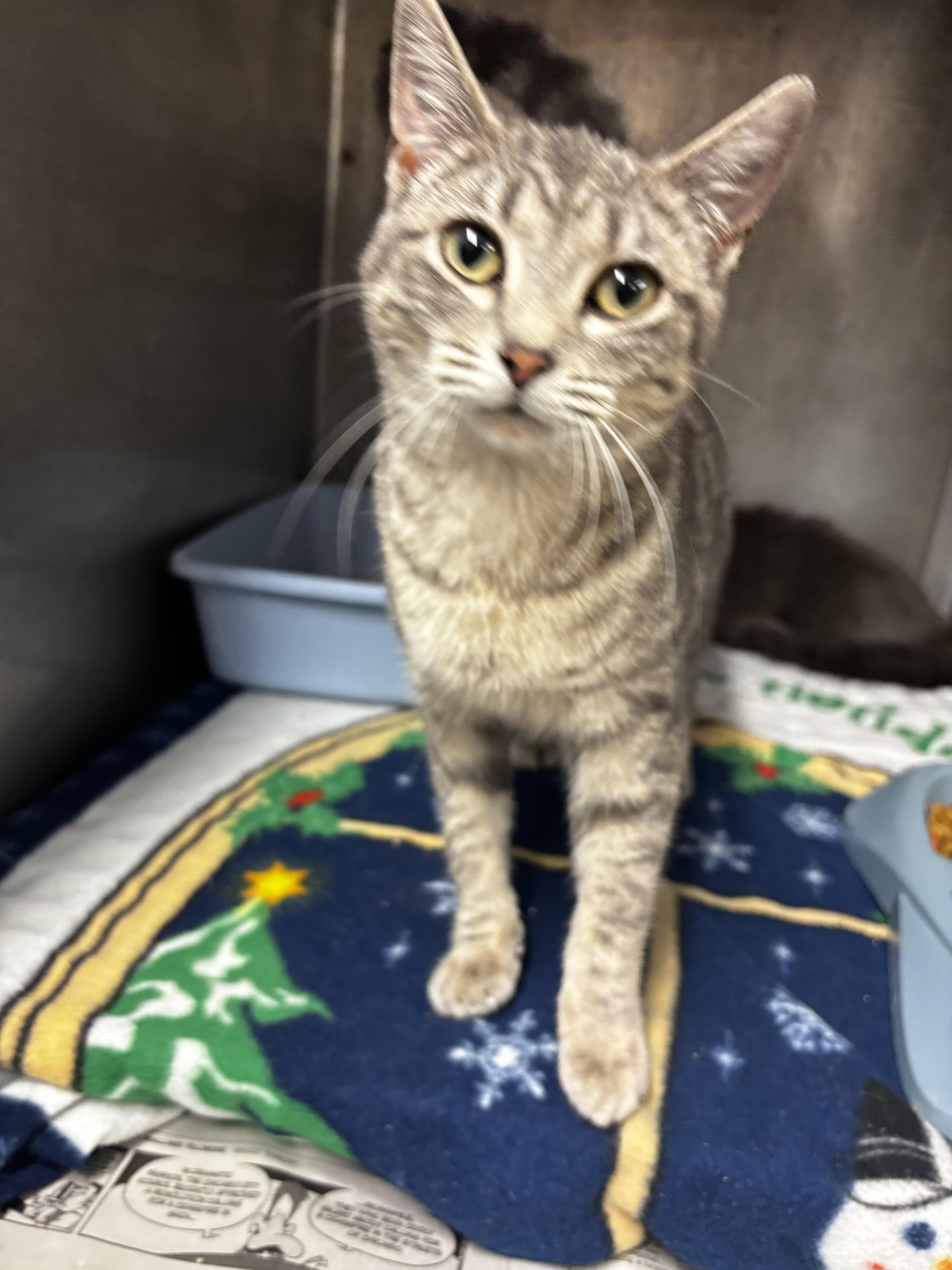 Posh Spice , ADOPTABLE, Adult Female Domestic Short Hair.