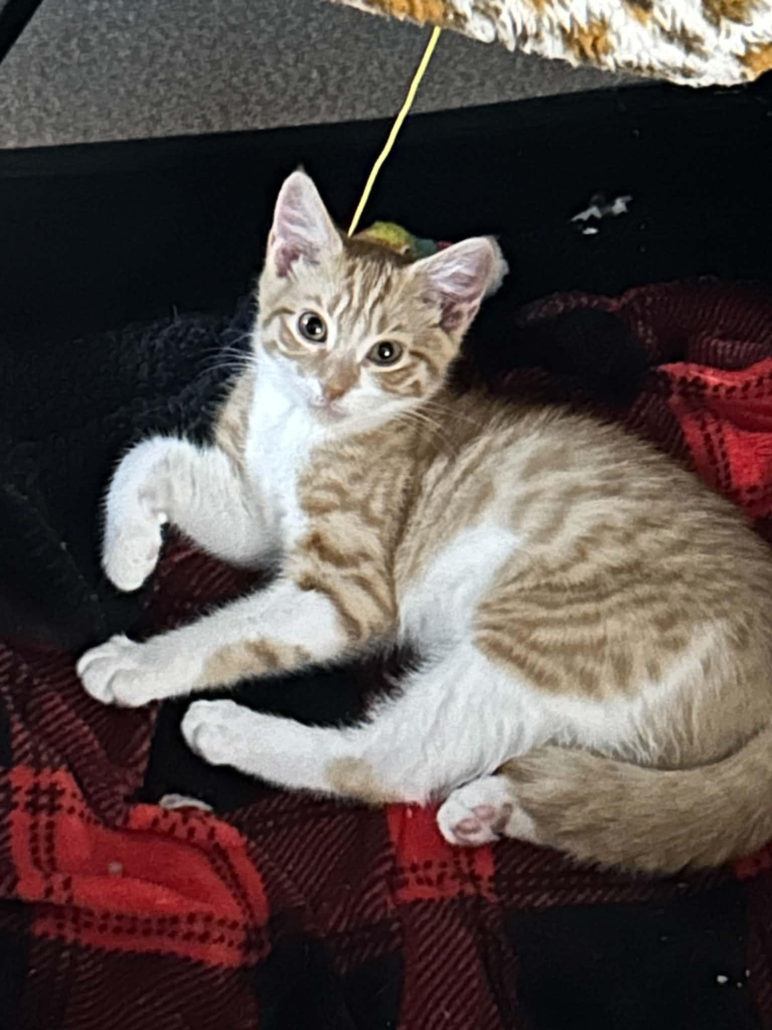 Ginger photo