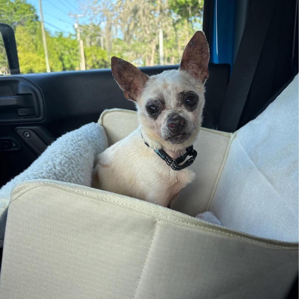 Addison, Adoptable, Senior Male Chihuahua.