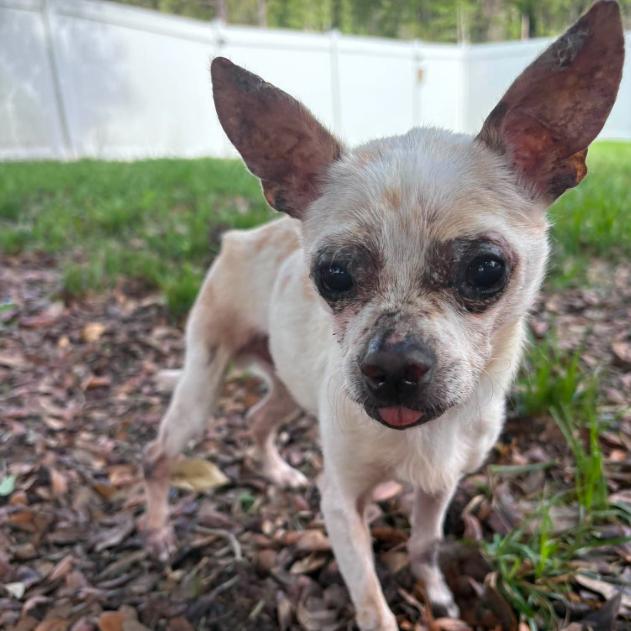 Enlarge Addison, a Adoptable Chihuahua in Lutz, FL image 2/6