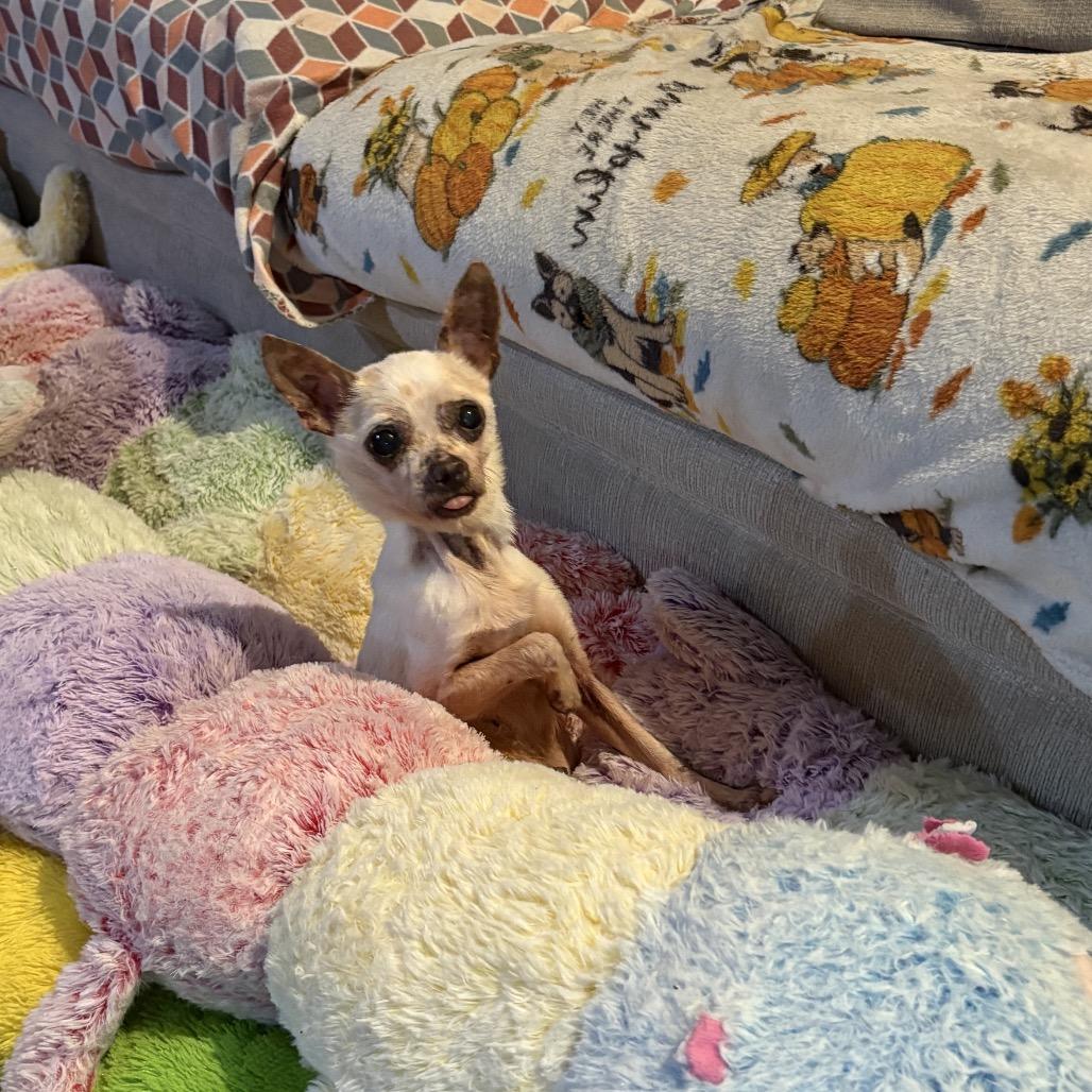 Enlarge Addison, a Adoptable Chihuahua in Lutz, FL image 5/6