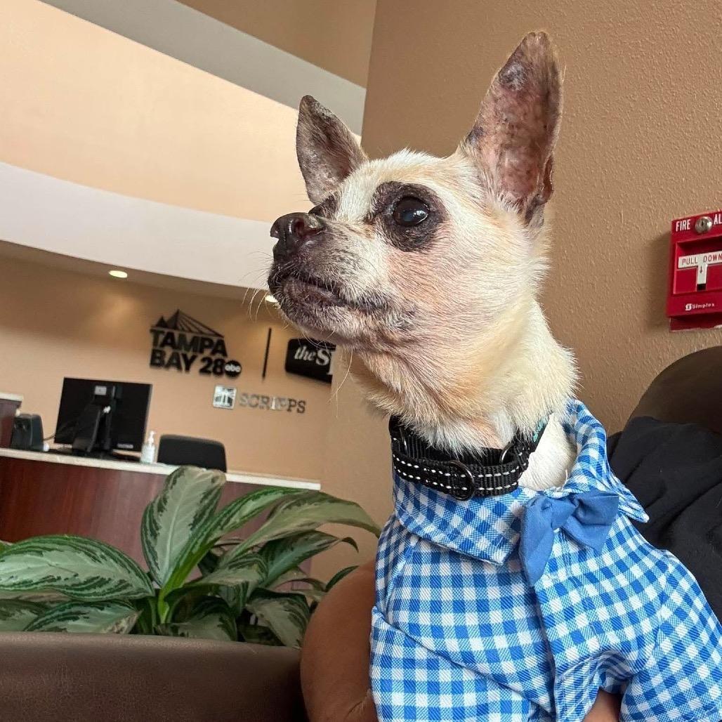 Enlarge Addison, a Adoptable Chihuahua in Lutz, FL image 4/6