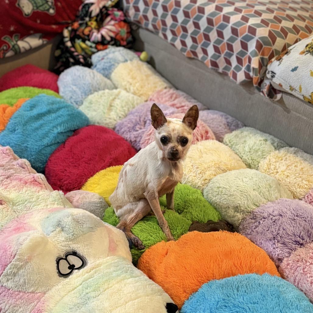 Enlarge Addison, a Adoptable Chihuahua in Lutz, FL image 3/6