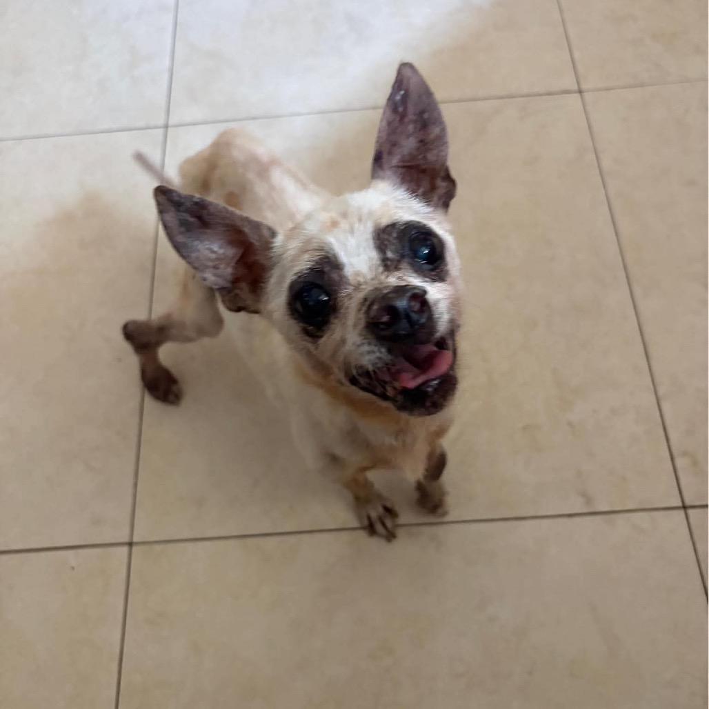 Enlarge Addison, a Adoptable Chihuahua in Lutz, FL image 6/6