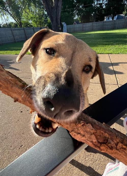 Enlarge Brooklyn, a Adoptable mixed breed in Barrington Hills, IL image 2/6