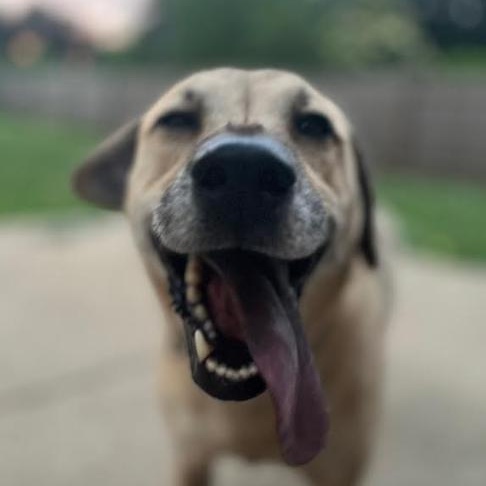 Enlarge Brooklyn, a Adoptable mixed breed in Barrington Hills, IL image 4/6