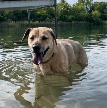 Enlarge Brooklyn, a Adoptable mixed breed in Barrington Hills, IL image 5/6