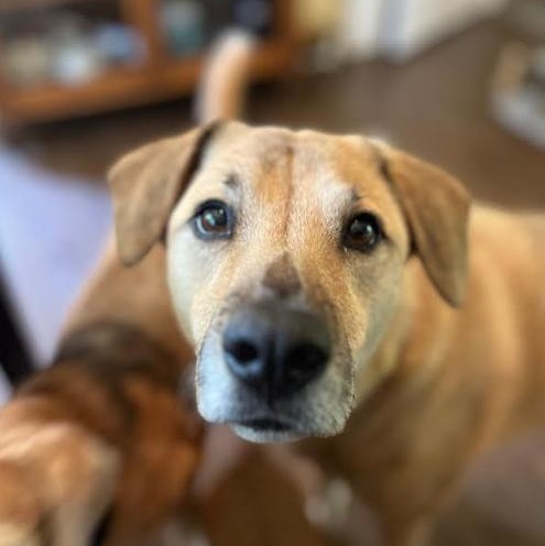 Enlarge Brooklyn, a Adoptable mixed breed in Barrington Hills, IL image 3/6