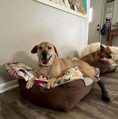 Enlarge Brooklyn, a Adoptable mixed breed in Barrington Hills, IL image 6/6