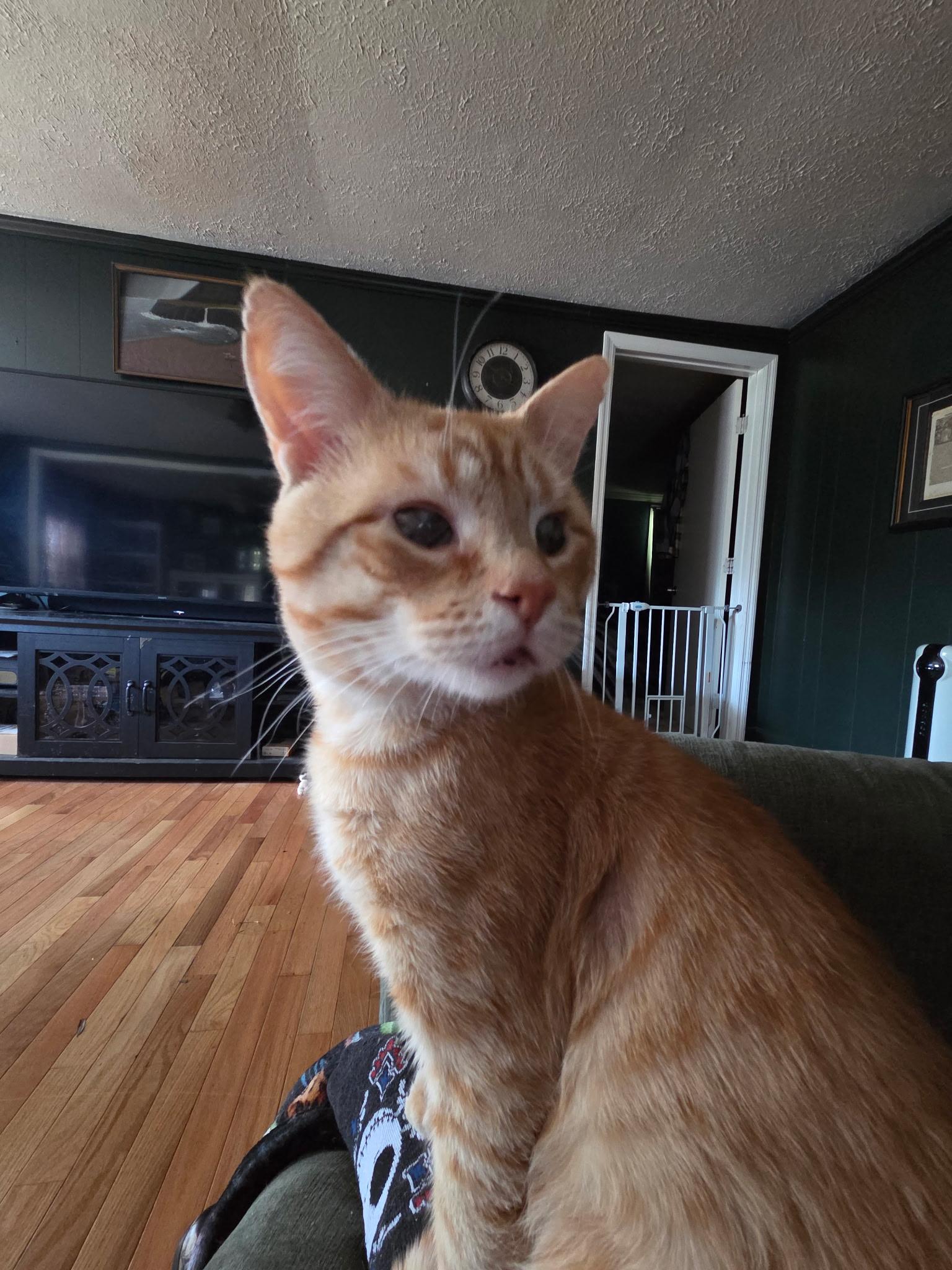 Muenster, a ADOPTABLE American Shorthair in Athens, GA image 4/5