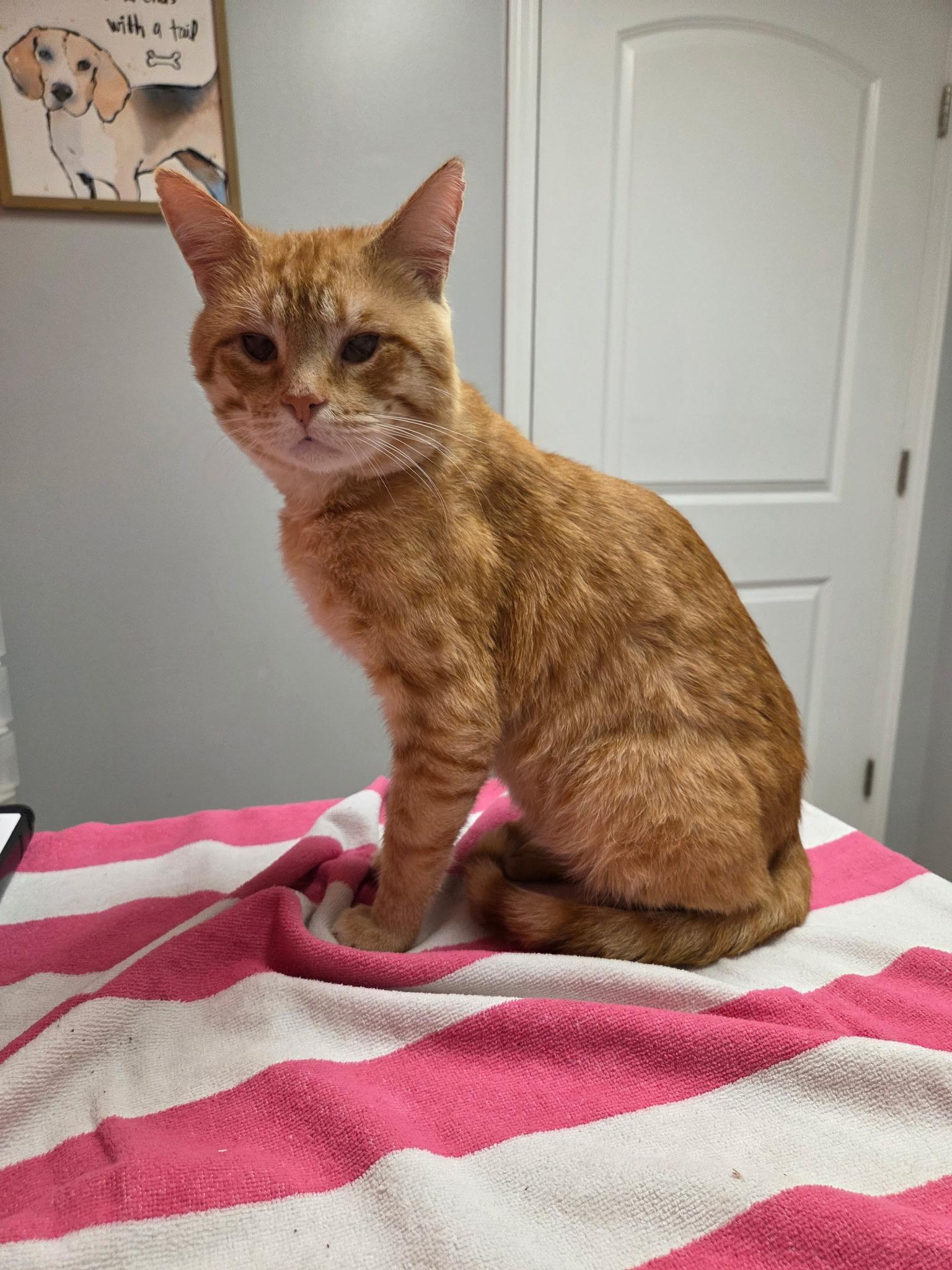 Muenster, ADOPTABLE, Adult Male American Shorthair.