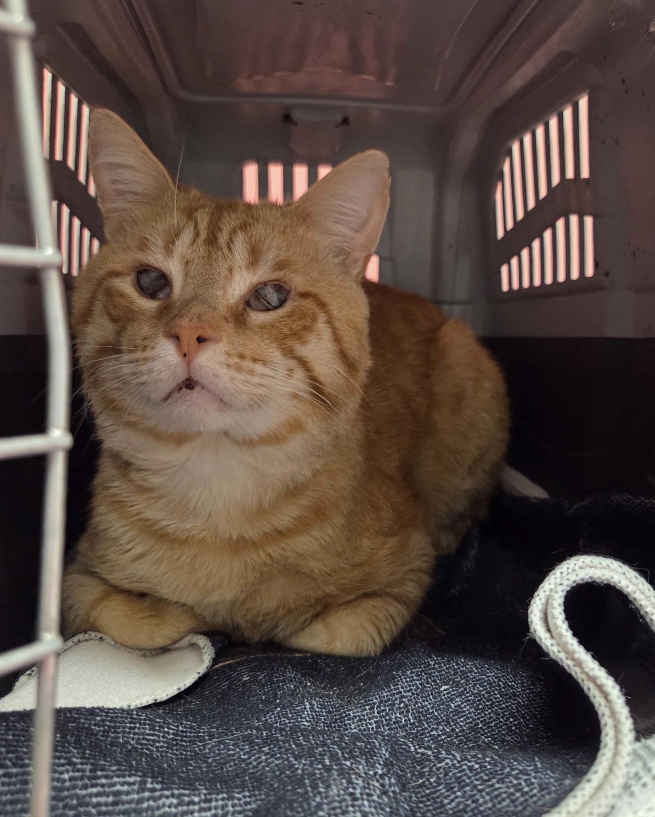 Muenster, a ADOPTABLE American Shorthair in Athens, GA image 3/5